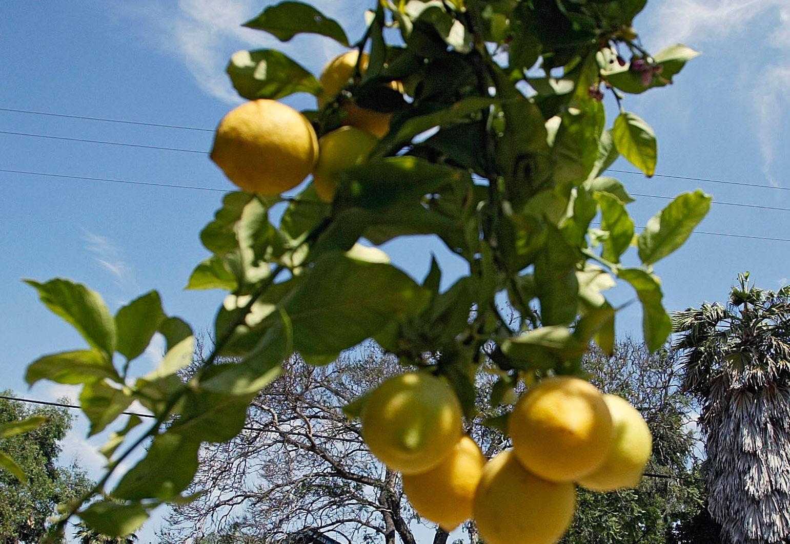 Lemons